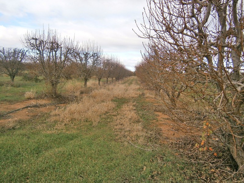 149 Vasey Road, Waikerie SA 5330