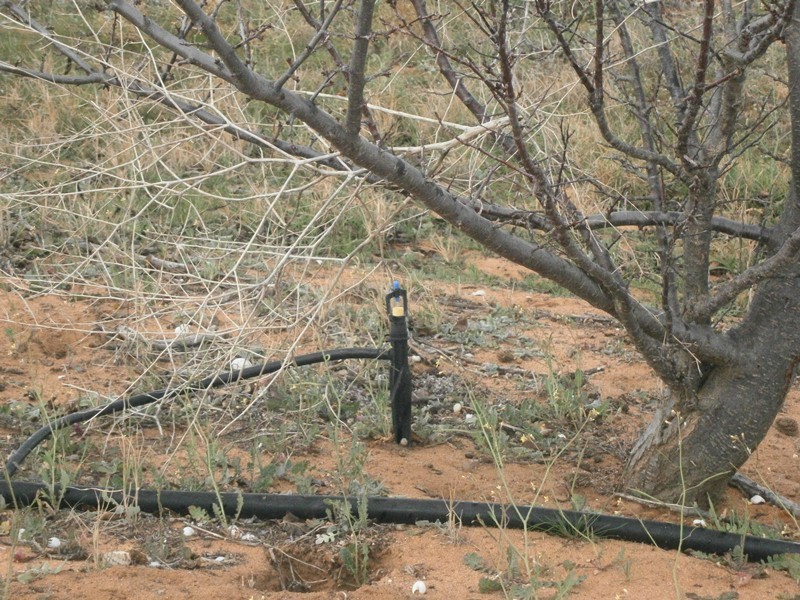 149 Vasey Road, Waikerie SA 5330