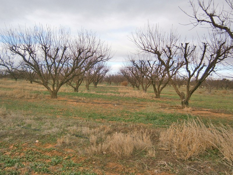 149 Vasey Road, Waikerie SA 5330