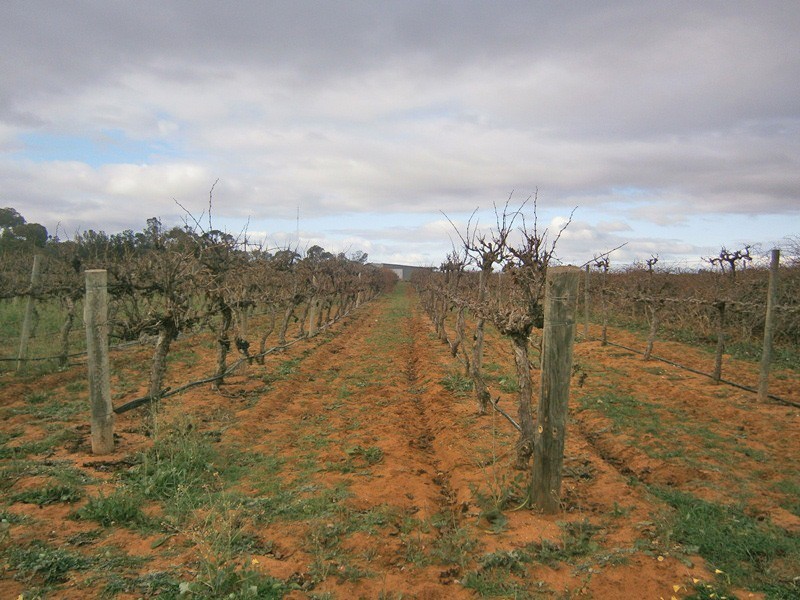 149 Vasey Road, Waikerie SA 5330