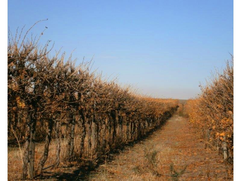 Sect. 15 Taylorville Road, Waikerie SA 5330