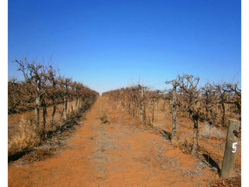 Sect. 15 Taylorville Road, Waikerie SA 5330