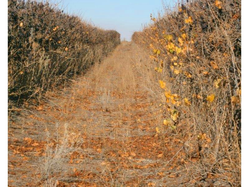 Sect. 15 Taylorville Road, Waikerie SA 5330