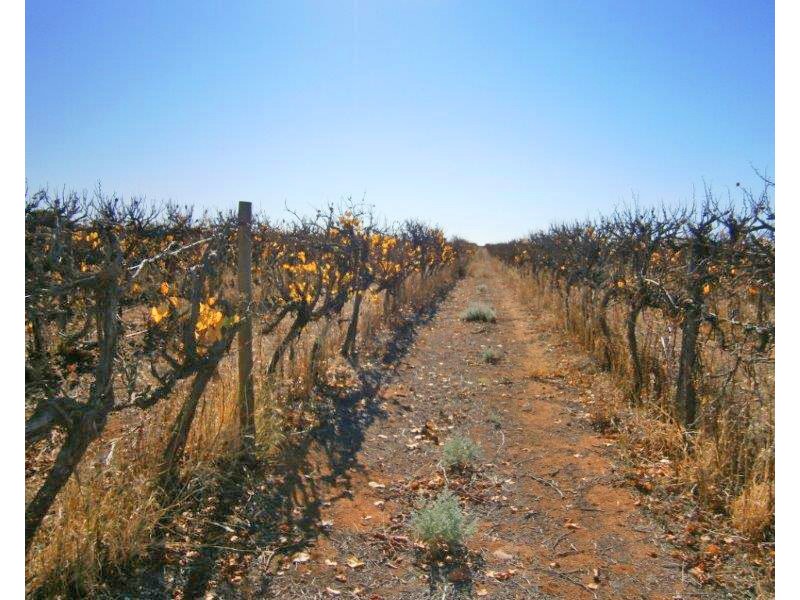 Sect. 15 Taylorville Road, Waikerie SA 5330