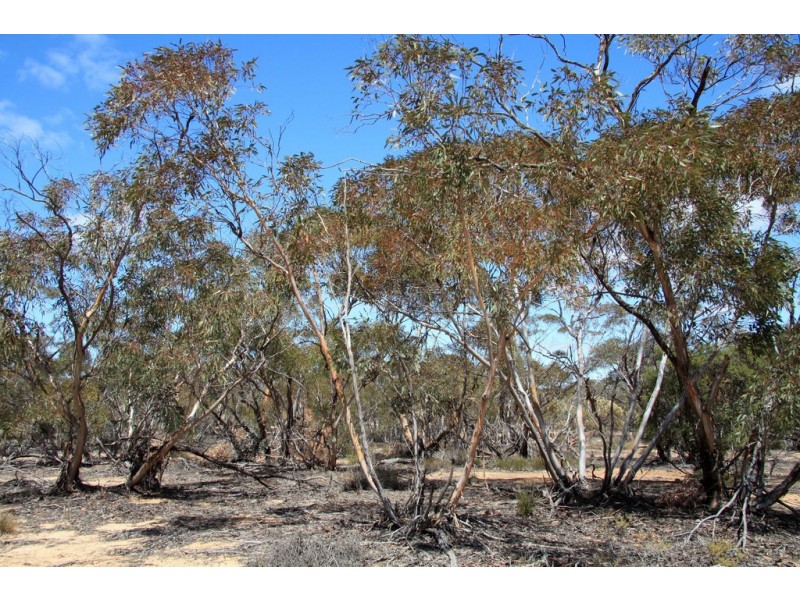 Sec 20 and Lot 202 Billiatt Road, Alawoona SA 5311