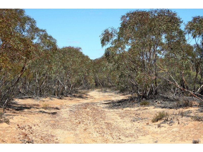 Sec 20 and Lot 202 Billiatt Road, Alawoona SA 5311