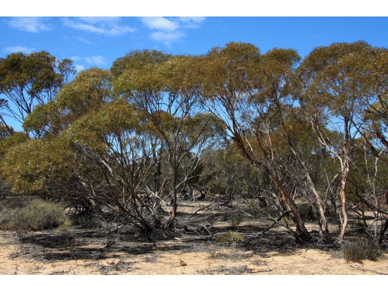 Sec 20 and Lot 202 Billiatt Road, Alawoona SA 5311