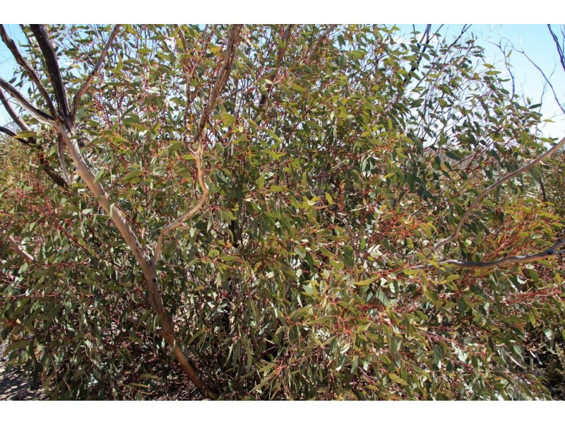 Sec 20 and Lot 202 Billiatt Road, Alawoona SA 5311