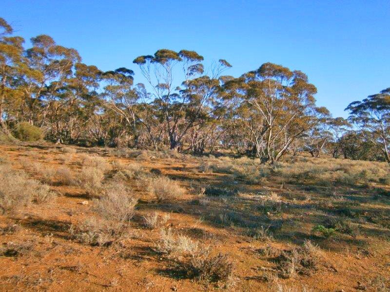 Section 113 Sturt Highway, Blanchetown SA 5357