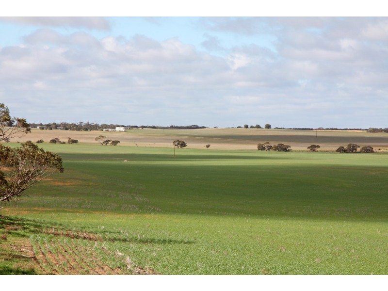 266 and 1208 Moonah Bore Rd, Meribah SA 5311