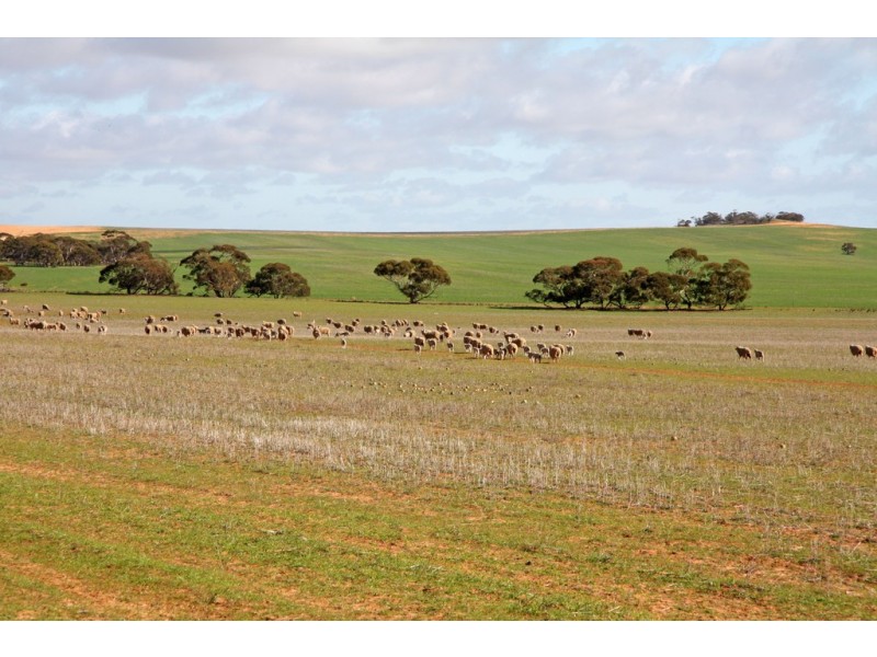266 and 1208 Moonah Bore Rd, Meribah SA 5311
