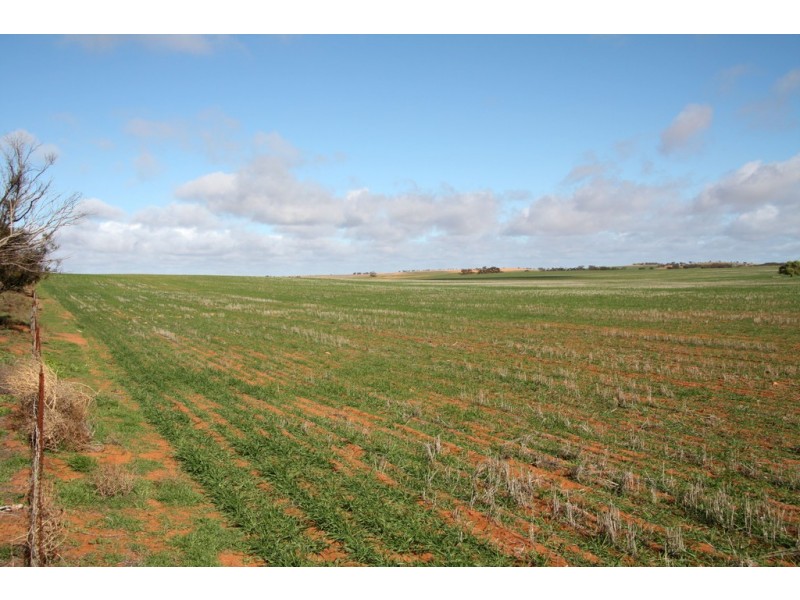 266 and 1208 Moonah Bore Rd, Meribah SA 5311