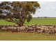 266 and 1208 Moonah Bore Rd, Meribah SA 5311