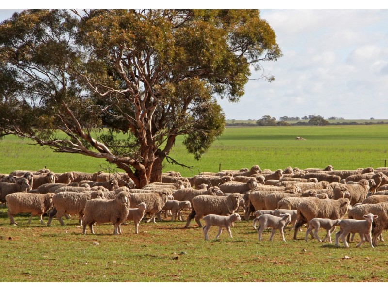 266 and 1208 Moonah Bore Rd, Meribah SA 5311