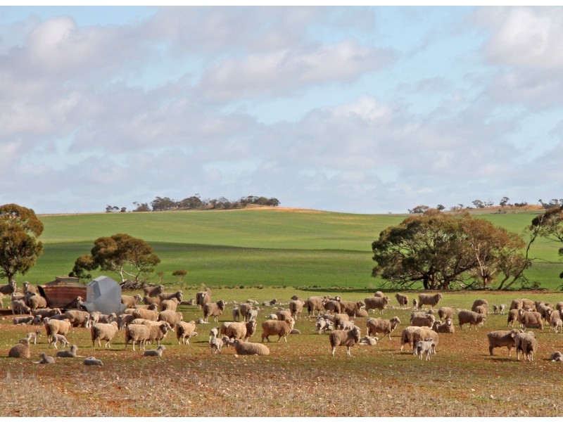 266 and 1208 Moonah Bore Rd, Meribah SA 5311
