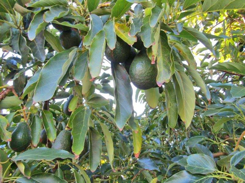 Lot 8 Dearman Road, Via Waikerie, Golden Heights SA 5322