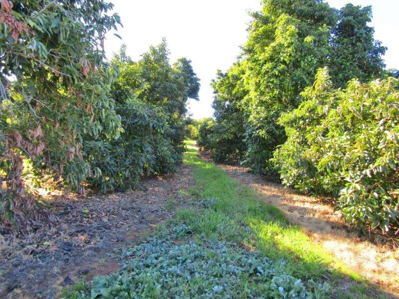 Lot 8 Dearman Road, Via Waikerie, Golden Heights SA 5322