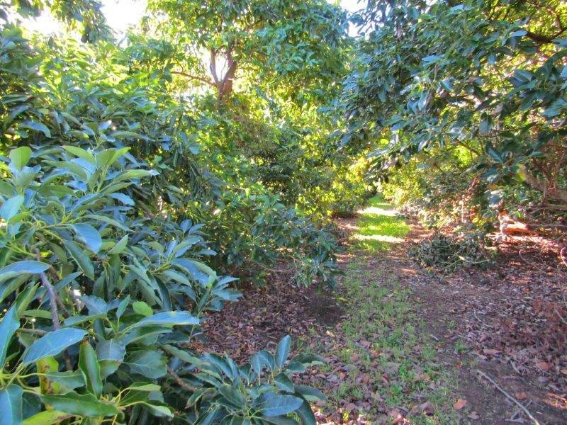 Lot 8 Dearman Road, Via Waikerie, Golden Heights SA 5322