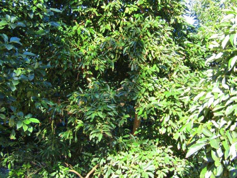 Lot 8 Dearman Road, Via Waikerie, Golden Heights SA 5322