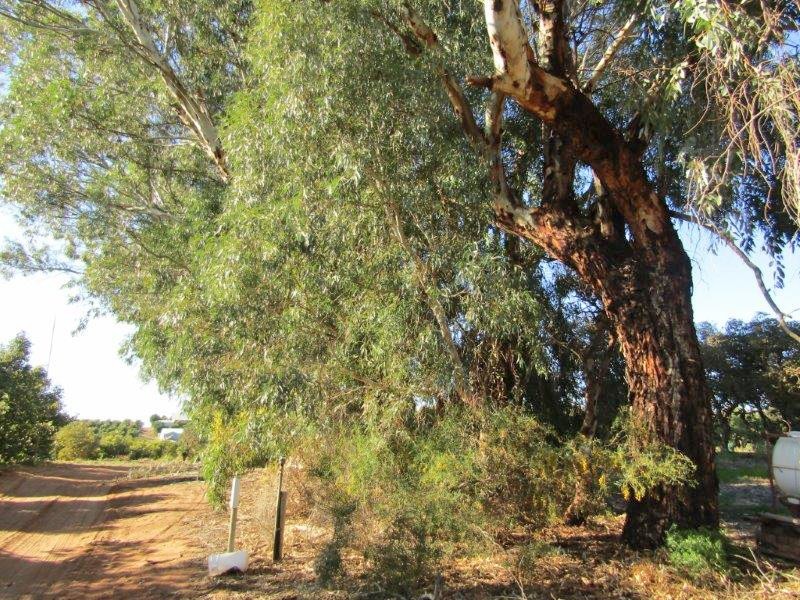 Lot 8 Dearman Road, Via Waikerie, Golden Heights SA 5322