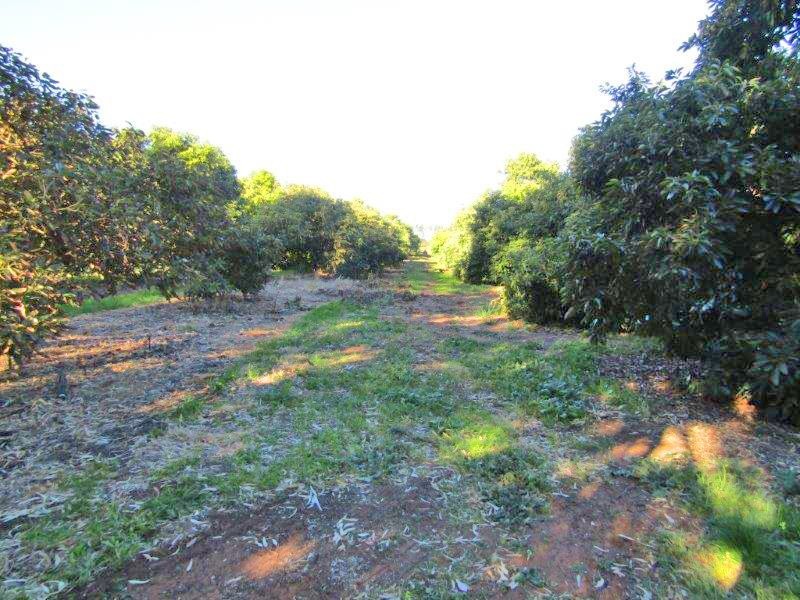 Lot 8 Dearman Road, Via Waikerie, Golden Heights SA 5322