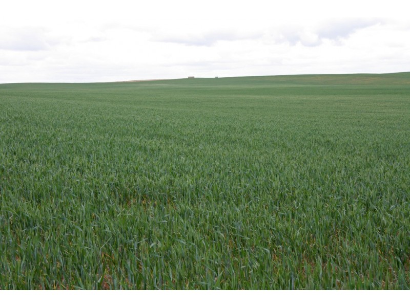 5725 Karoonda Highway, Wanbi SA 5310