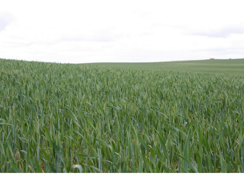 5725 Karoonda Highway, Wanbi SA 5310