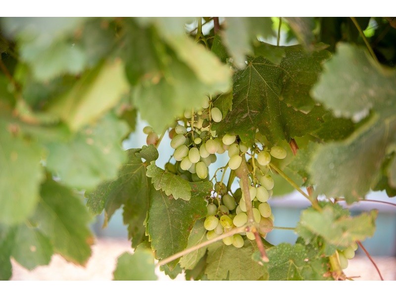 43 Gogel Road, Moorook SA 5332