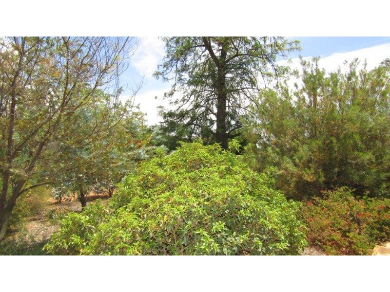 87 Medley Road, Waikerie SA 5330