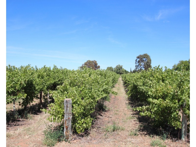 628A Chowilla Street, Renmark SA 5341