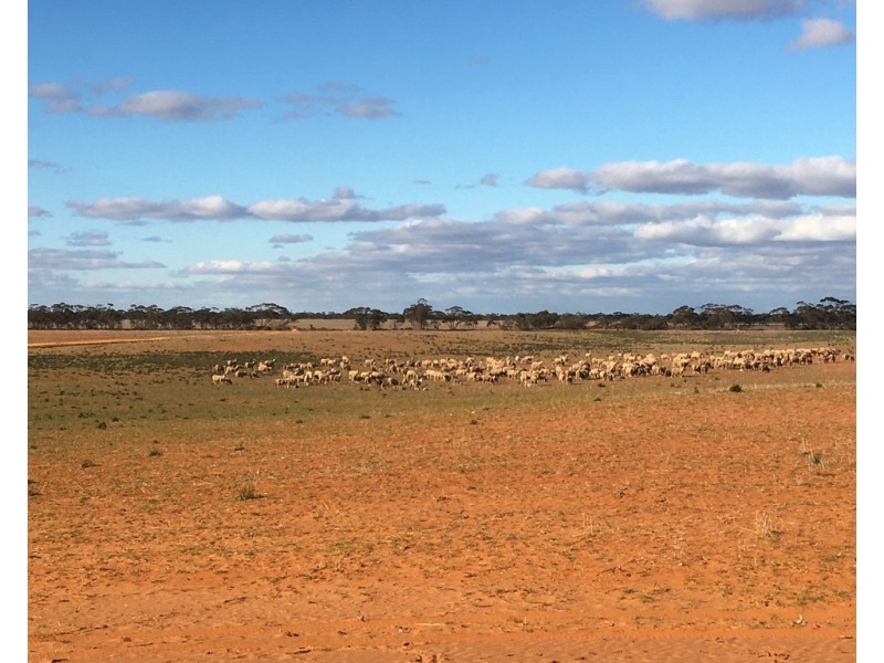 538 Devlins Pound Road, Pooginook SA 5330