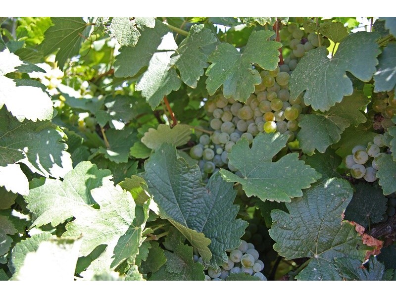 Lots 63-67 17807 Sturt Highway, Barmera SA 5345