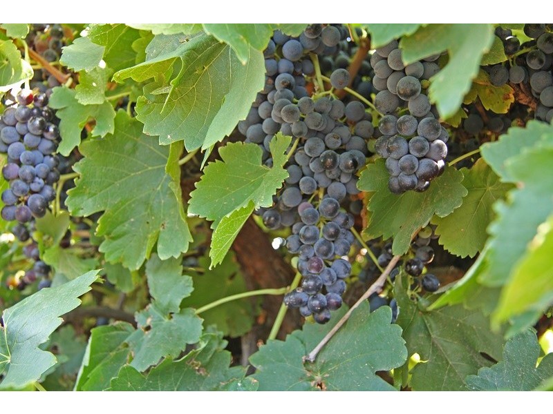 Lots 63-67 17807 Sturt Highway, Barmera SA 5345