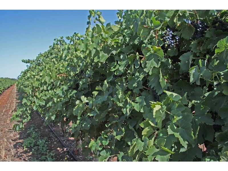 Lots 63-67 17807 Sturt Highway, Barmera SA 5345