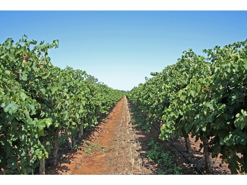 Lots 63-67 17807 Sturt Highway, Barmera SA 5345