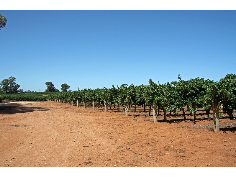 Lots 63-67 17807 Sturt Highway, Barmera SA 5345