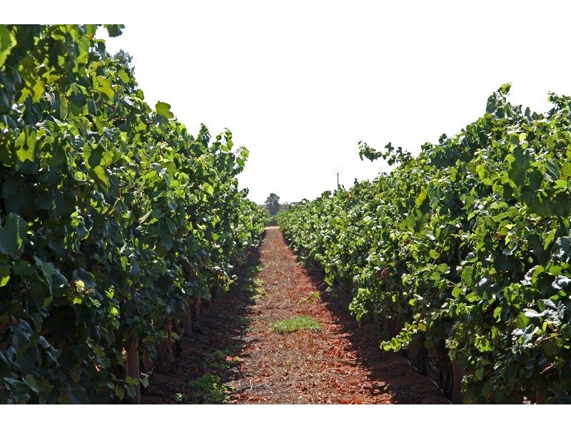 Lots 63-67 17807 Sturt Highway, Barmera SA 5345