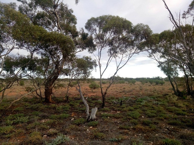 10641 Goyder Highway, Waikerie SA 5330