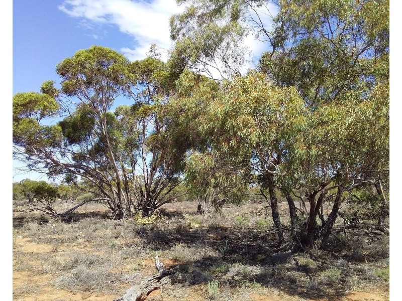 Lot 21 Goyder Highway, Waikerie SA 5330