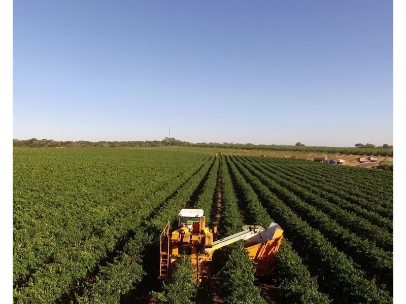 133 Cooltong Avenue, Renmark SA 5341