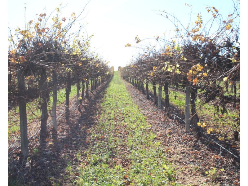 133 Cooltong Avenue, Renmark SA 5341