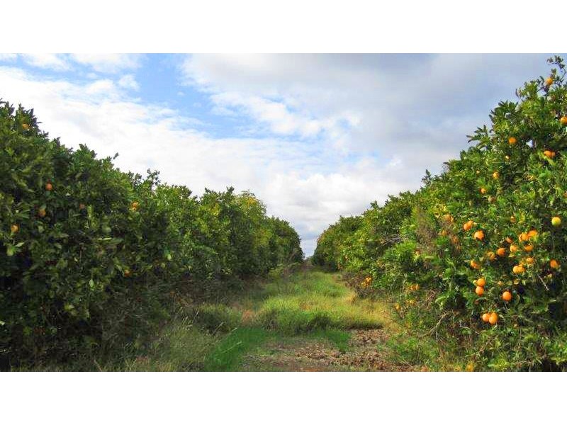 99 Jones Road, Waikerie SA 5330