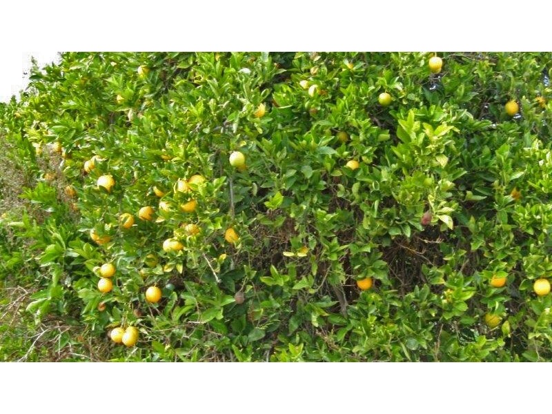 99 Jones Road, Waikerie SA 5330