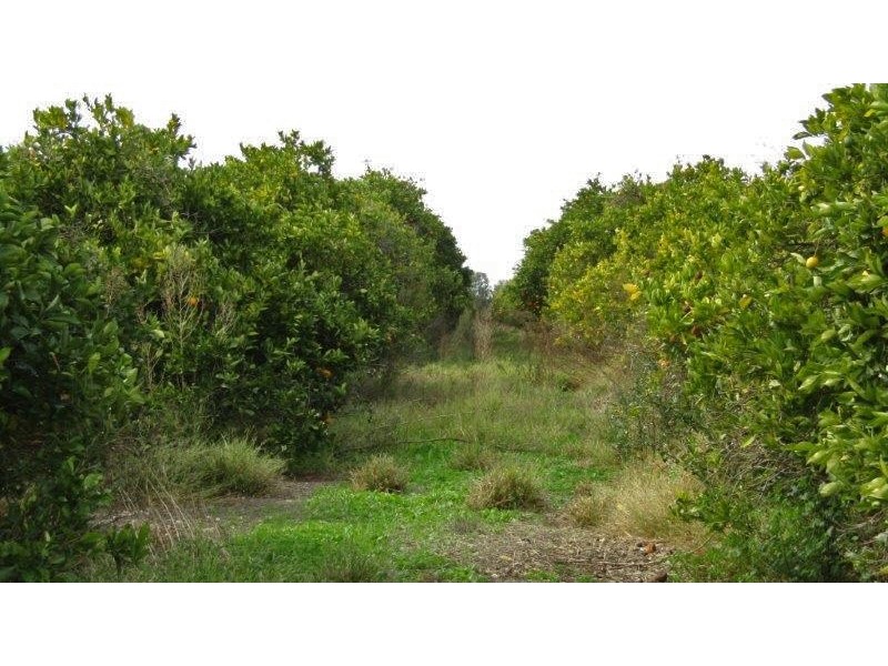 99 Jones Road, Waikerie SA 5330