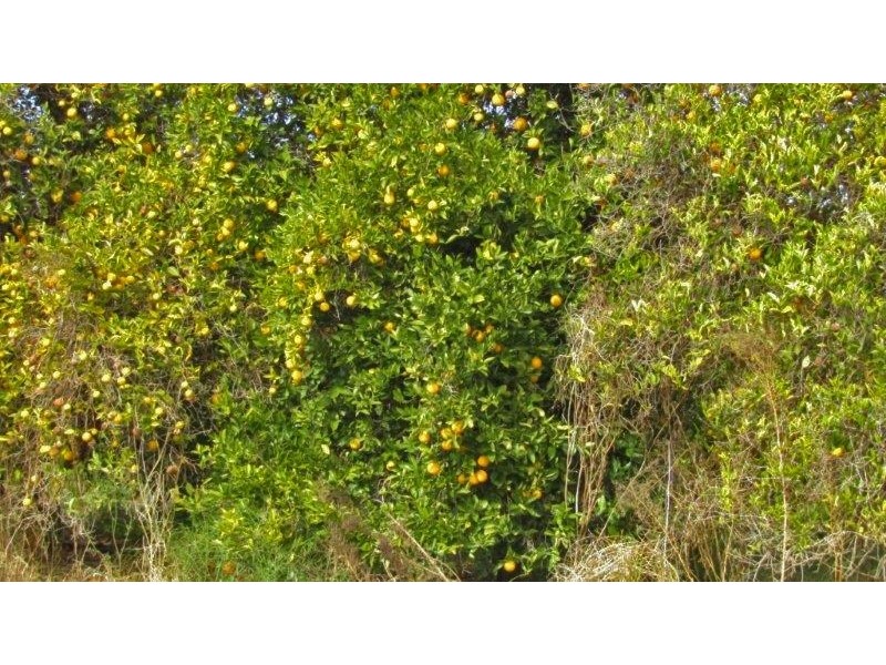 99 Jones Road, Waikerie SA 5330