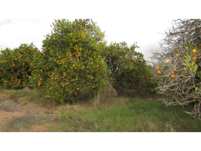 99 Jones Road, Waikerie SA 5330