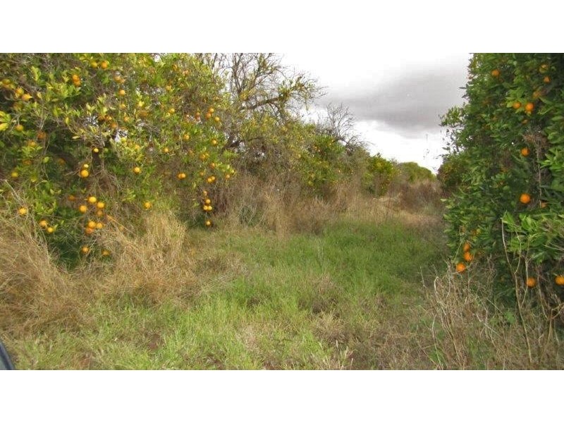 99 Jones Road, Waikerie SA 5330