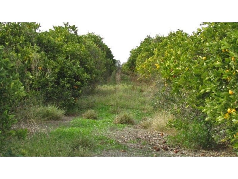 99 Jones Road, Waikerie SA 5330