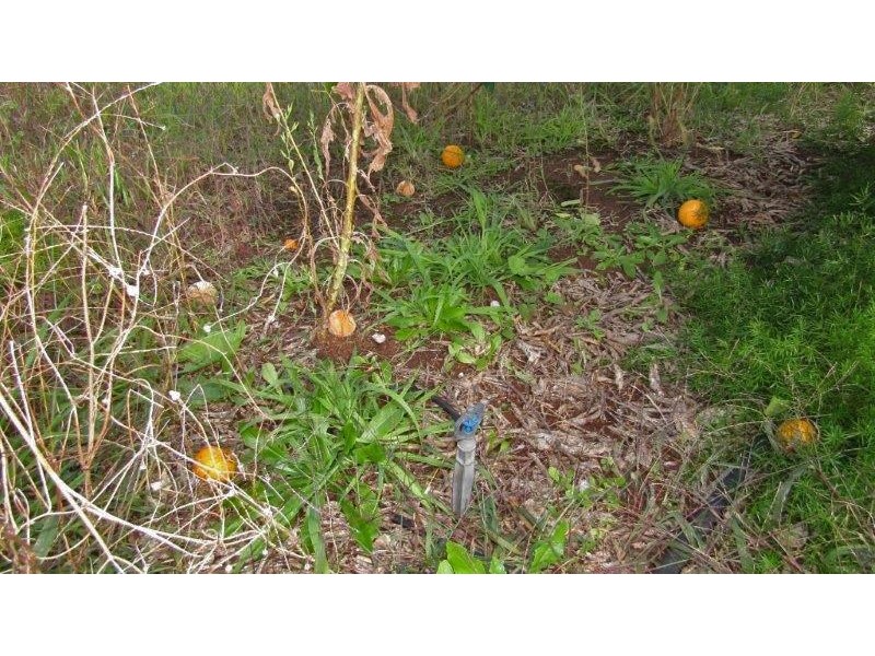 99 Jones Road, Waikerie SA 5330