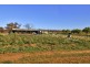 Lot 54 Newton Road, Loxton SA 5333